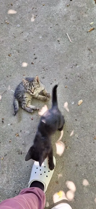 Котёнок в добрые руки мальчик 2 месяца — фото 3
