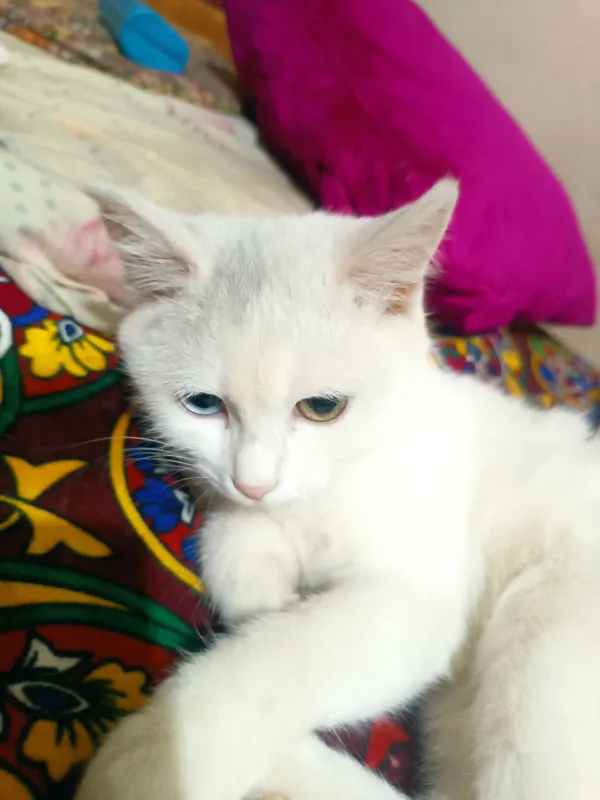 Turetskiy Angora ikki xil ko'z qiz bola sotiladi 1 Turetskiy Angora ikki xil ko'z qiz bola sotiladi 1