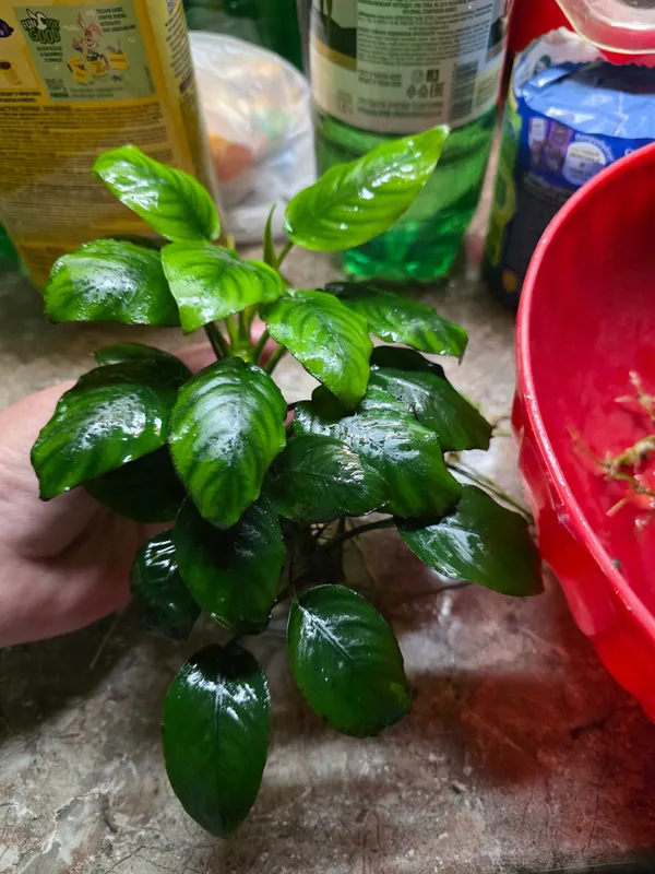 Анубиас Бартера Anubias barteri 2 Анубиас Бартера Anubias barteri 2