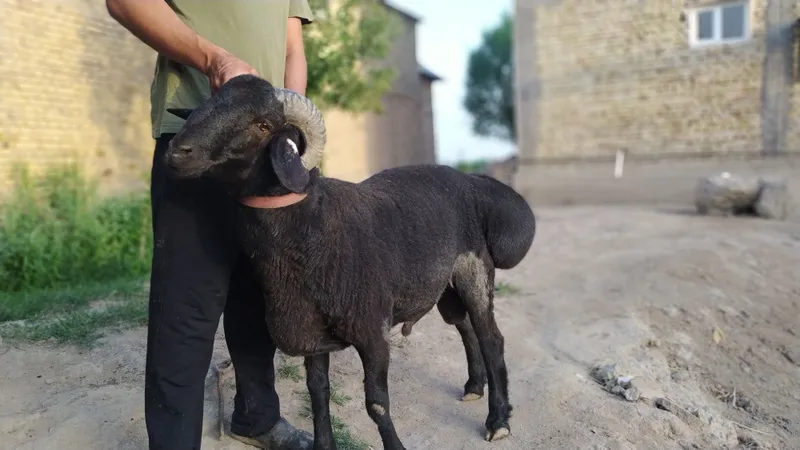 Qurbonlik uchun qoʻchqor boqilgan Kogon