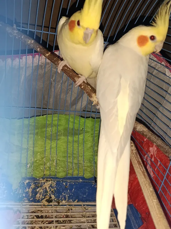 Продам кареллу 2