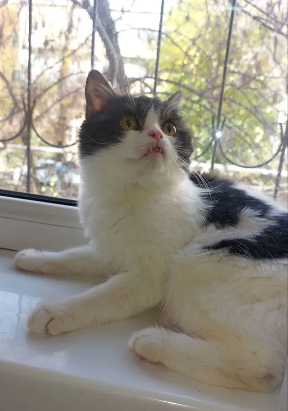 Котик скоттиш страйт в добрые руки 1 Котик скоттиш страйт в добрые руки 1