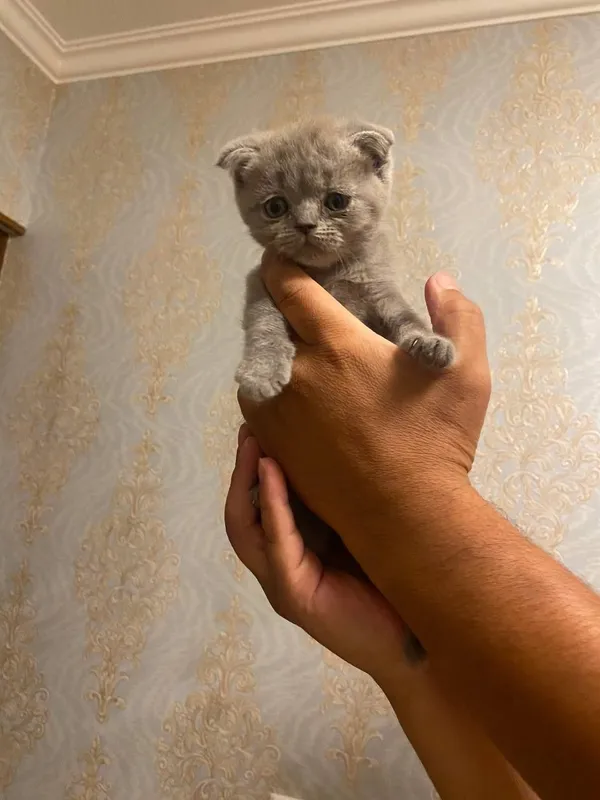 Мама шотландская вислоуха.Папа Скотишш-страйт 1 Мама шотландская вислоуха.Папа Скотишш-страйт 1