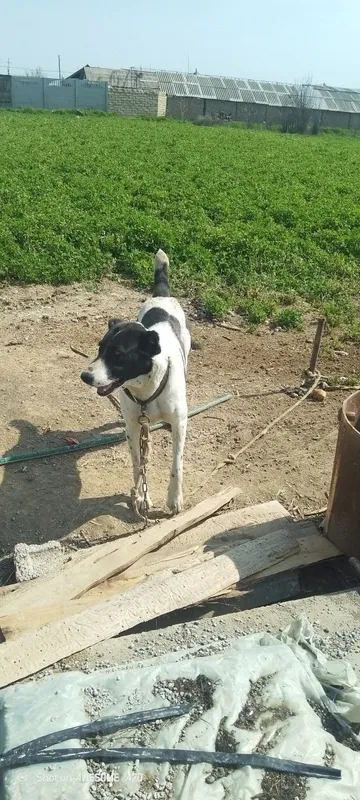 Toza Alabay sotiladi 1 yosh xali tug'magan srochniy sotiladi