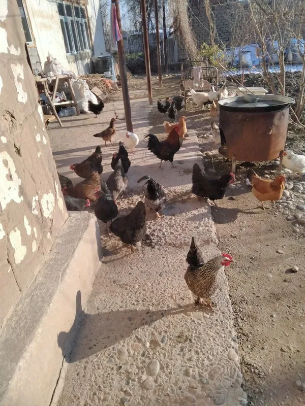 Satiladigan jaydari damashni tauiqlar bor 8