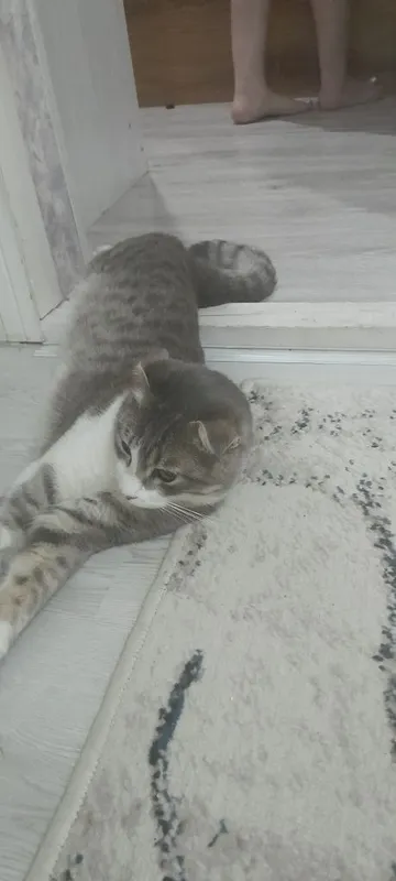 Mushuk parodalik 2 Mushuk parodalik 2