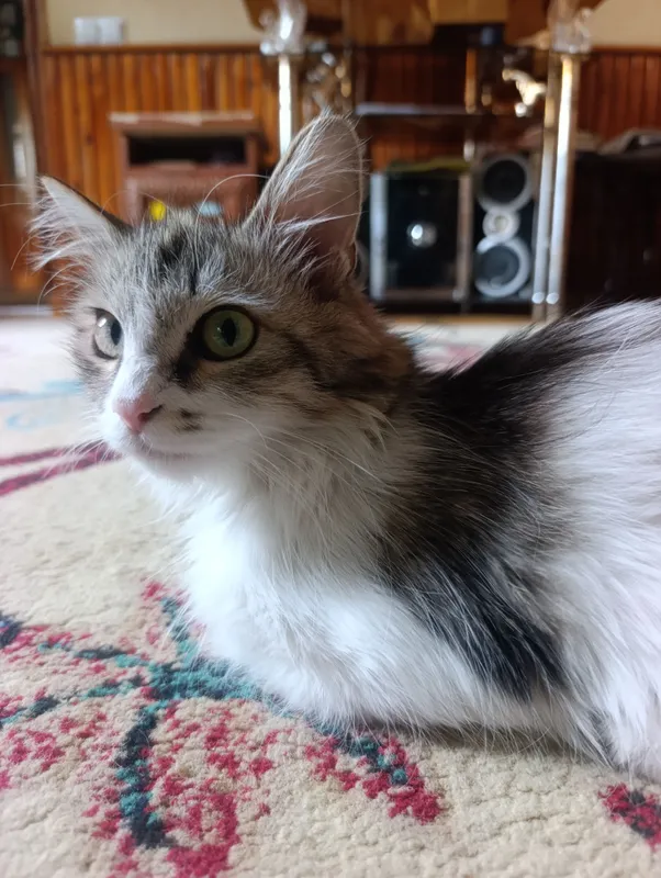 MUSHUK YO‘QOLDI 2