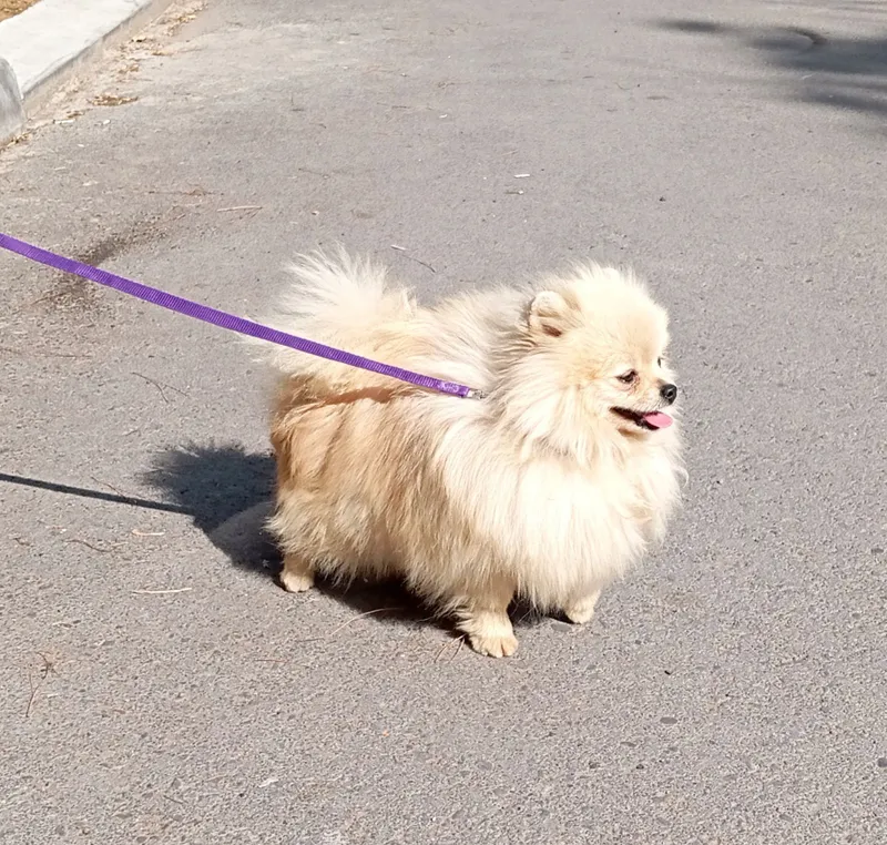 щенок