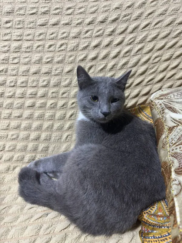 Кошка руско голубая — фото 3