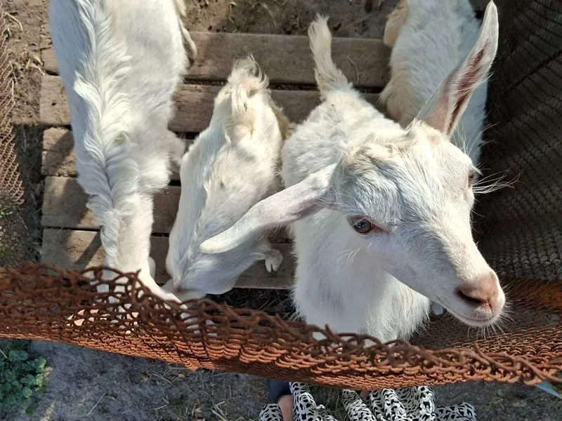 Продаются козлята
