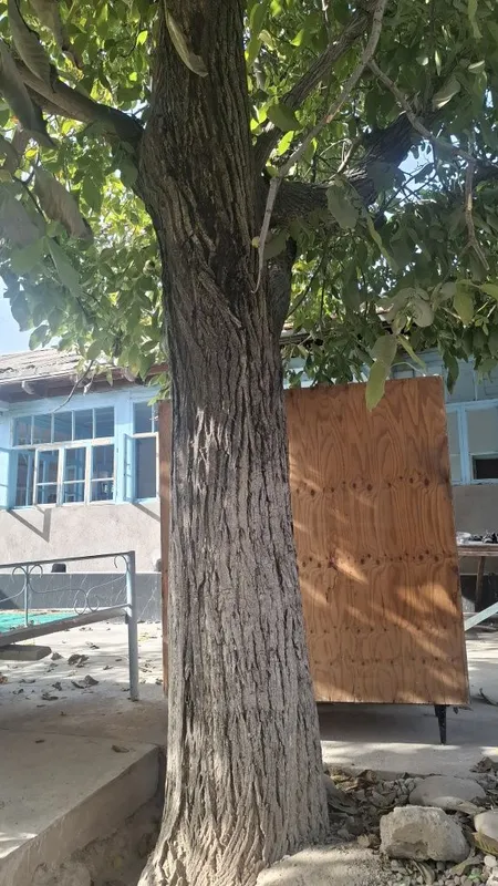 Ёнгок дарахти сотилади 1 Ёнгок дарахти сотилади 1