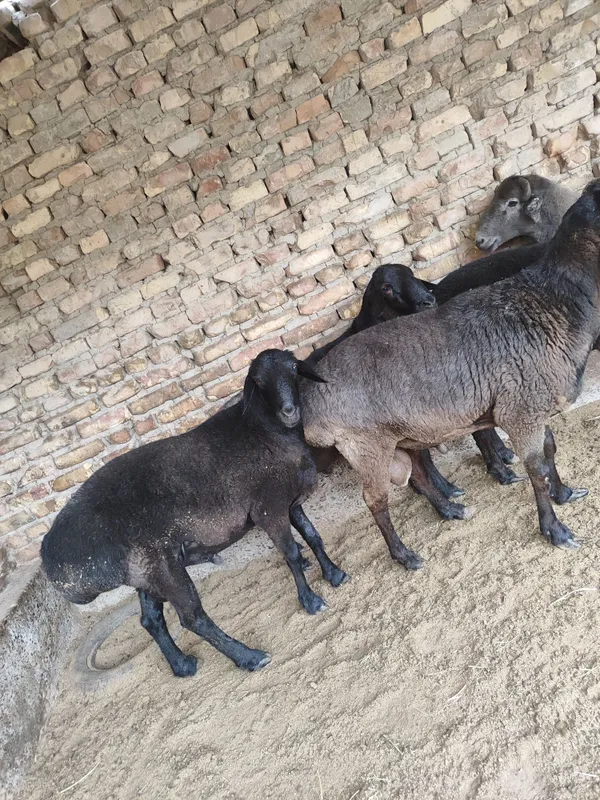 Qo'chqorlar sotiladi tezda