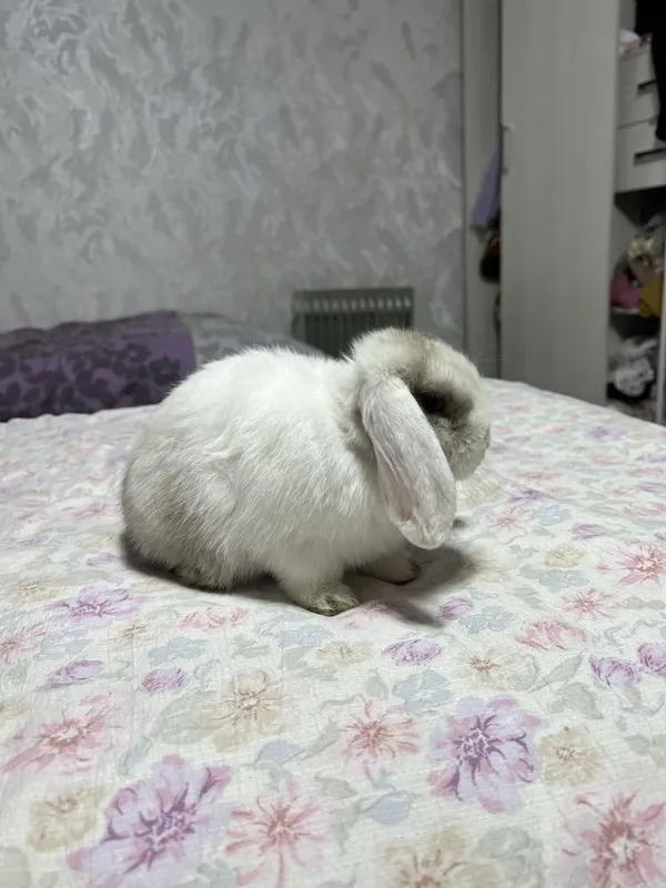 Декоротивные кролики Mini Lop — фото 3