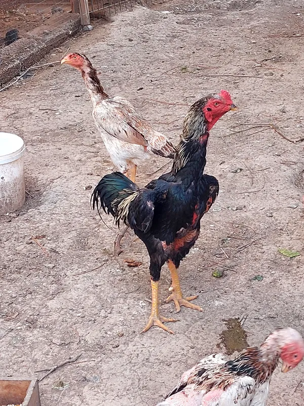 Boboqi xoroz tovuqlari bilan sotaman — фото 2