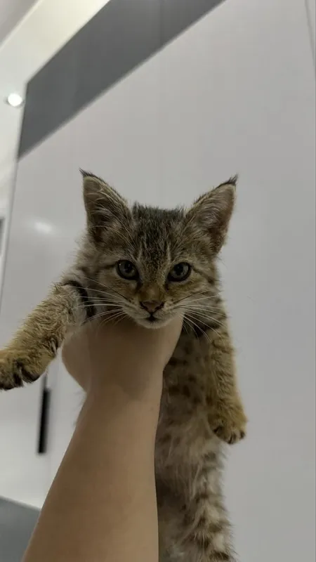 Ищем дом котенку 1 Ищем дом котенку 1