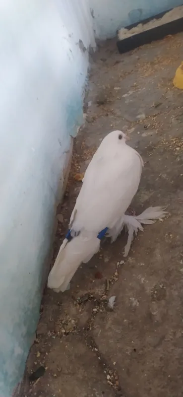 Голубь 1 Голубь 1