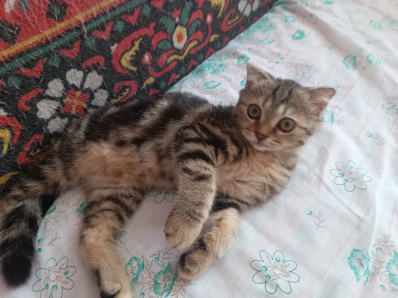 котик продаётся шатланский 5