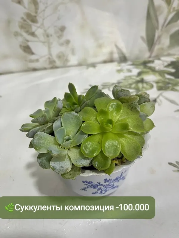 Суккуленты и кактусы — фото 2