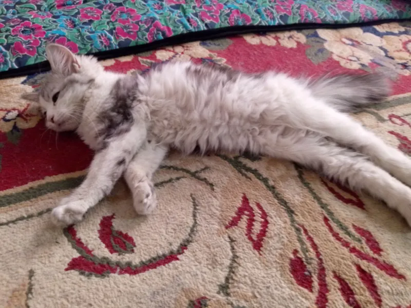 Породистый котёнок, 6 месяцев 2 Породистый котёнок, 6 месяцев 2