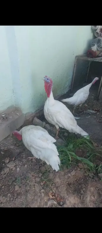 Kurka xo'rozlar sotiladi 3 Kurka xo'rozlar sotiladi 3