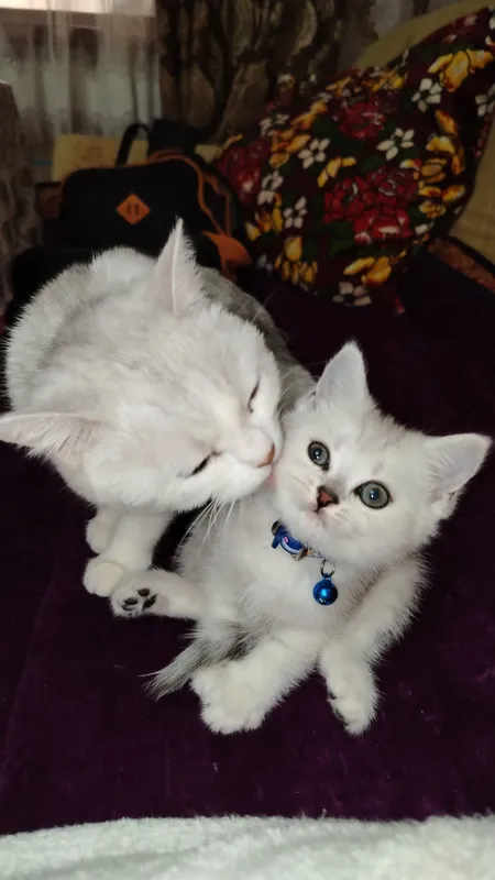 Животных котёнка 100 га 100 тоза шиншилла — фото 3