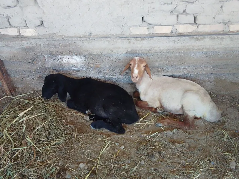 Qo'chqor barralar 8