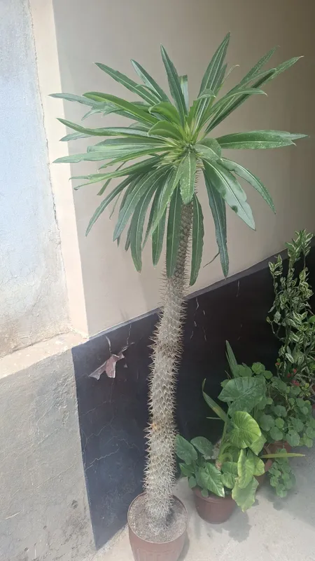Paxipodyom tikanli gul 1 Paxipodyom tikanli gul 1