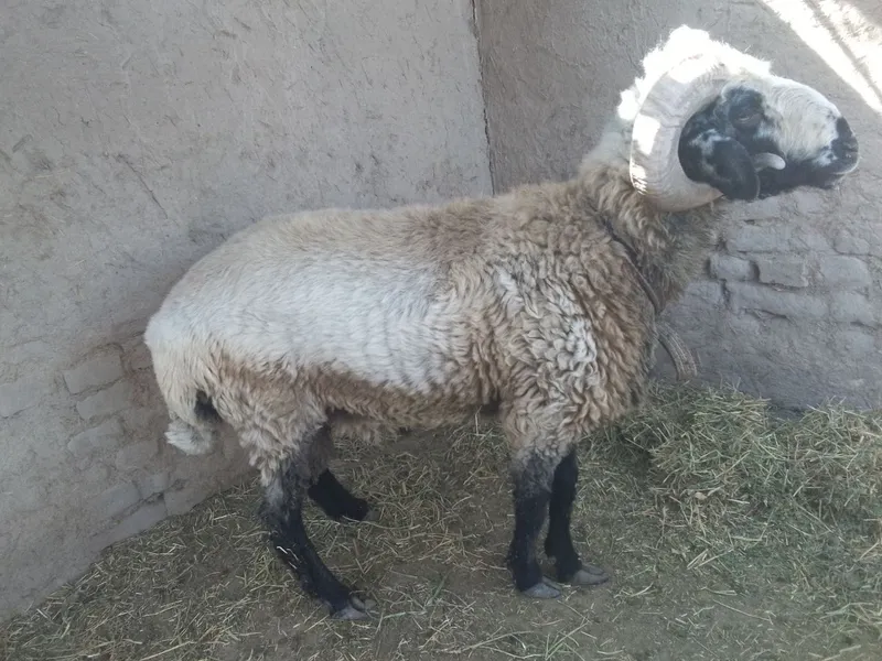 Кучкор сотилади Хонка