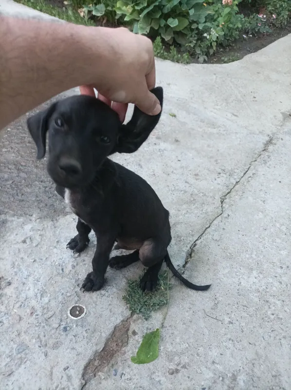 Spaniel охотник 150$ 3 Spaniel охотник 150$ 3
