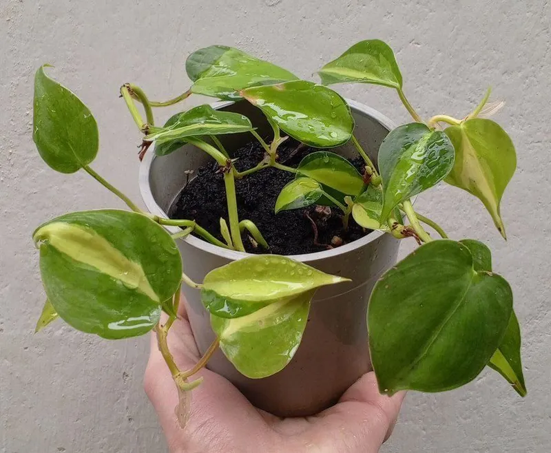 Filodendron Brazil. Uy va ofis uchun gullar 4 Filodendron Brazil. Uy va ofis uchun gullar 4