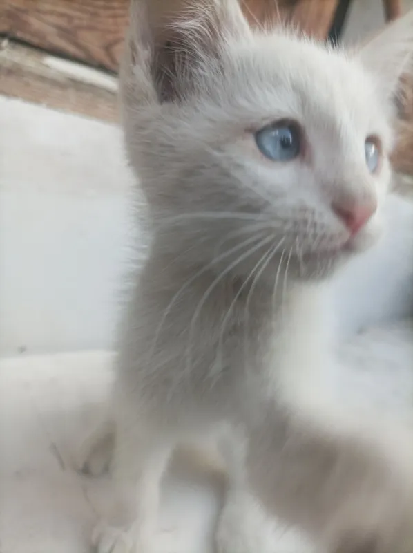 Aralash zotli mushukcha sotiladi 1