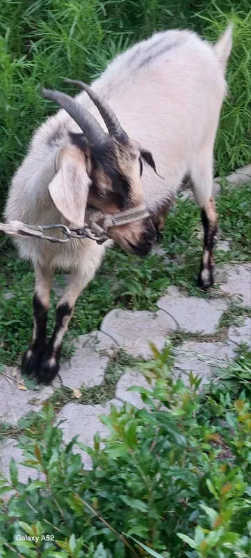 Echki sotiladi. Продается коза. — фото 4