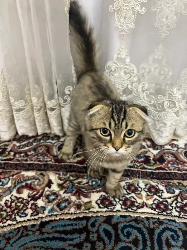 Продаётся домашний кот 2