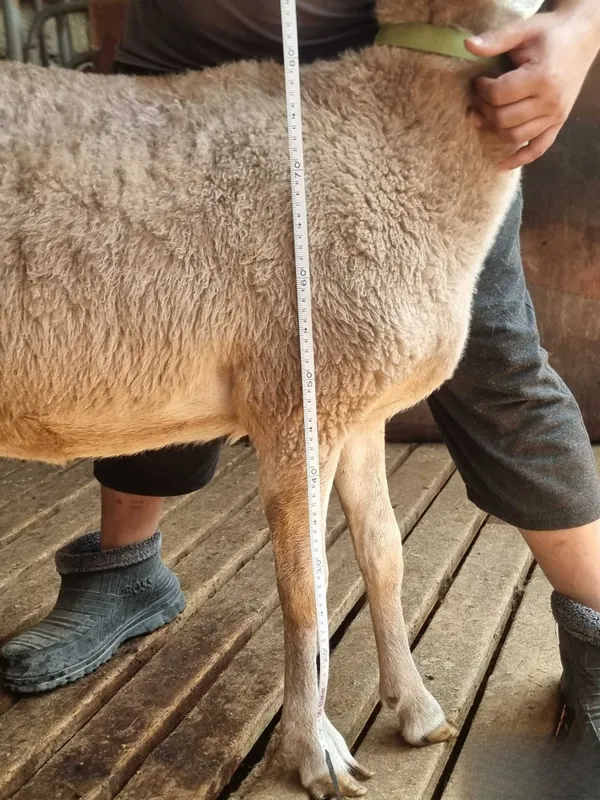 Arashan zoti, sifatli, baquvvat, sog'lom, sovliq qo'ylar sotiladi 2