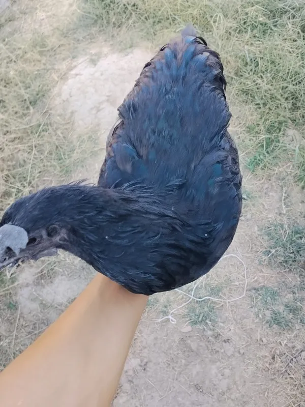 Ayam semani tovuq sotiladi koʻk tuhum 5 Ayam semani tovuq sotiladi koʻk tuhum 5