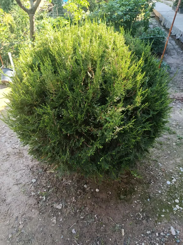 Shar,skelet va pryamoy archalar tayyor kesilgan — фото 7
