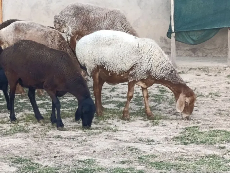 Qoy sotiladi solu 1 Qoy sotiladi solu 1