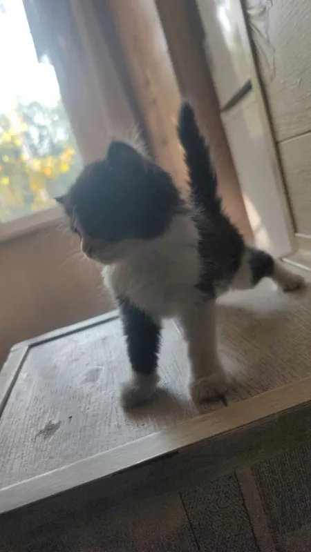 котёнок 1