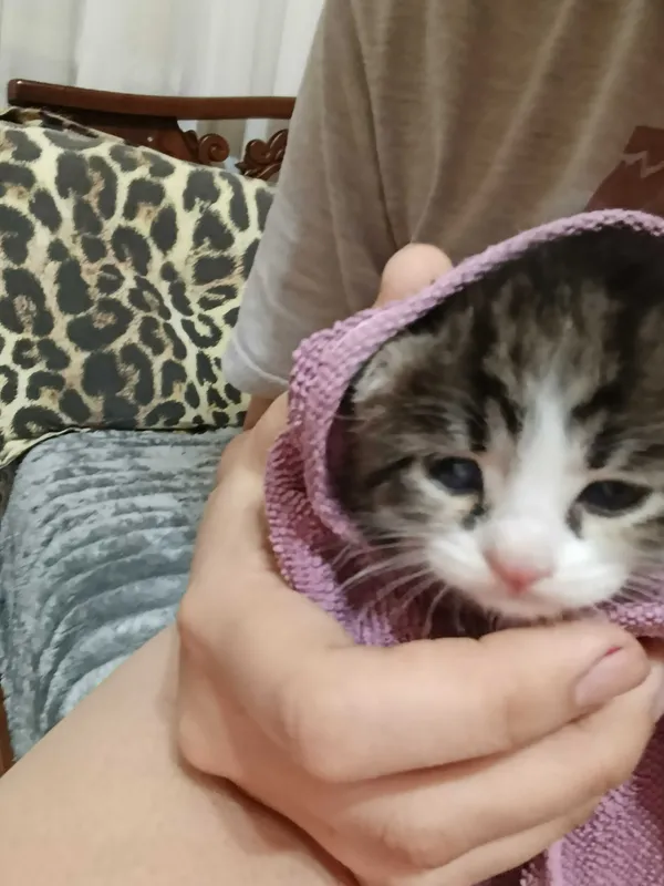 Котята в добрые руки — фото 3