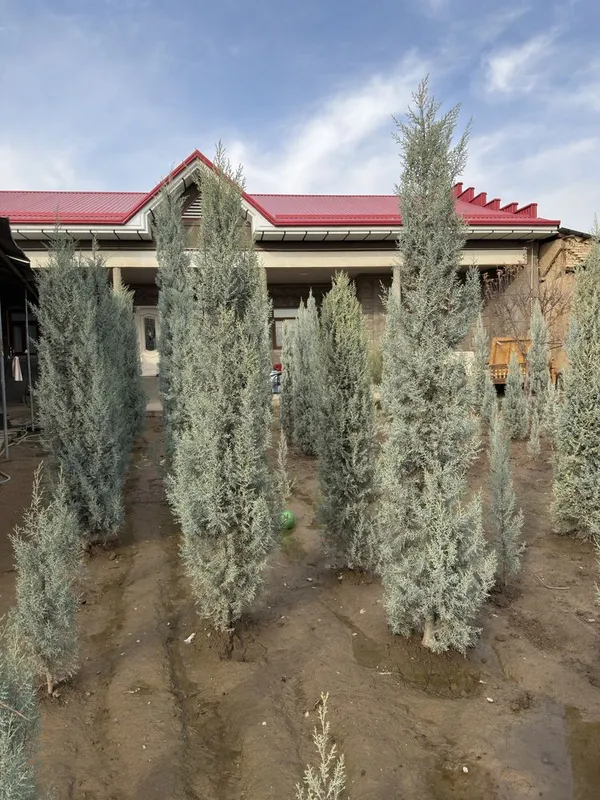Arizonskiy kiparis argina italiya 2.50 dan 3 metrgacha
