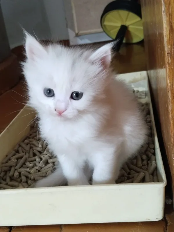Продаются котята — фото 1
