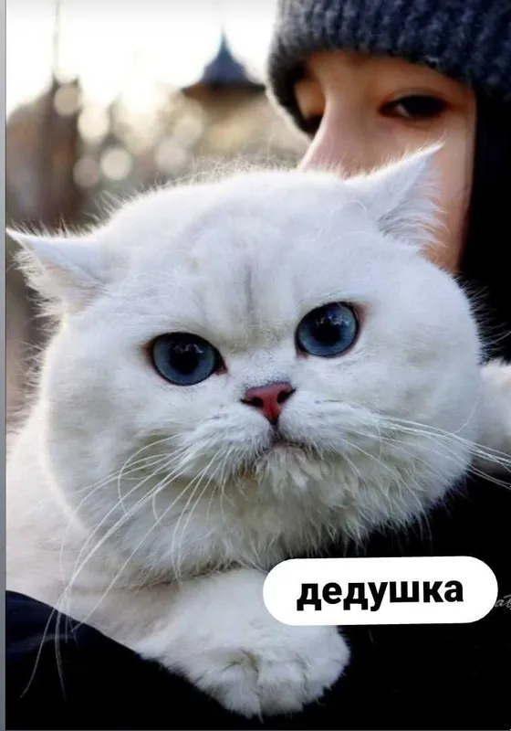 Продаются котята шотландской вислоухой породы (окрас «шиншилла»)! 6