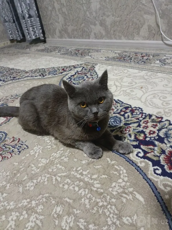 nasil olishga british shothair zotli mushuk 6 nasil olishga british shothair zotli mushuk 6
