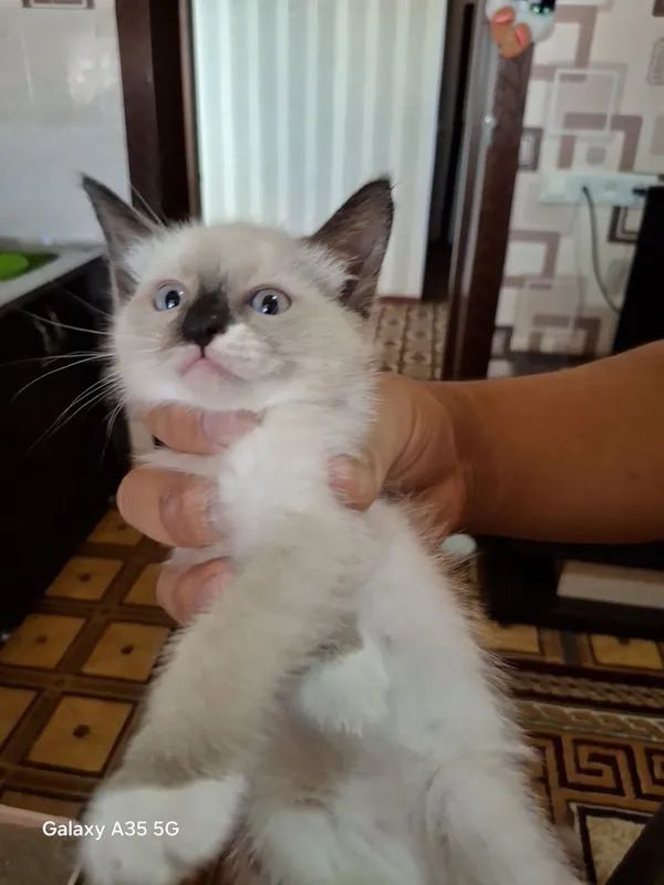 Продаются сиамские котята 1