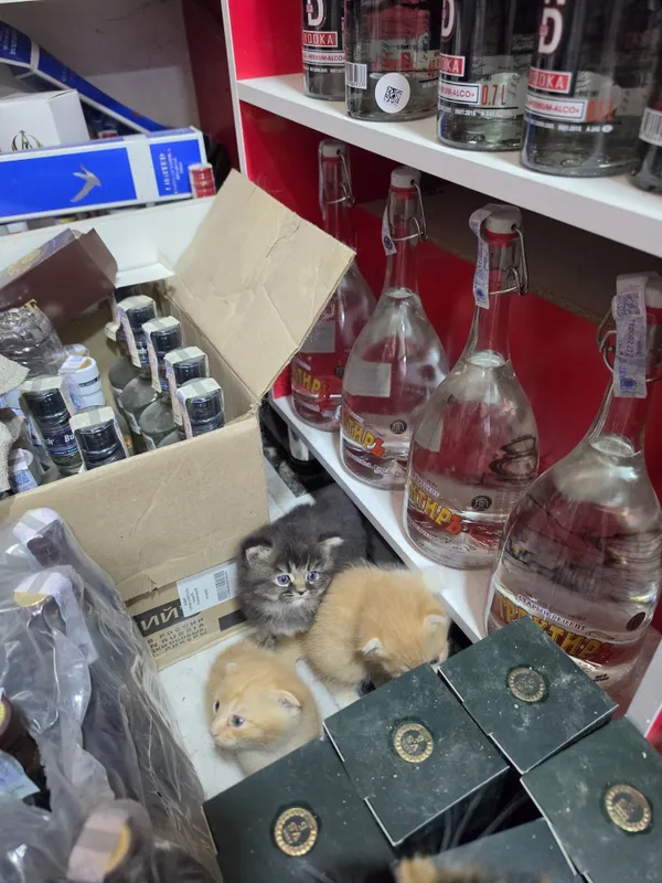 Срочно продоются Шотландские котята 3 Срочно продоются Шотландские котята 3