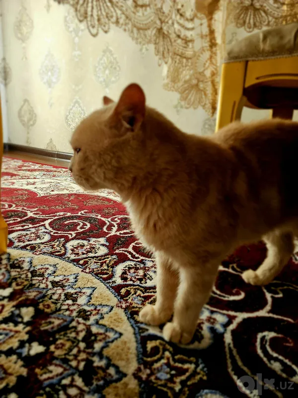 British shorthair 5 British shorthair 5