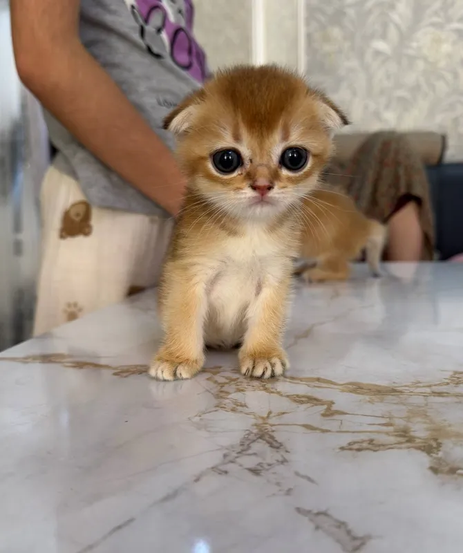 Шиншилла котёнок 1 Шиншилла котёнок 1