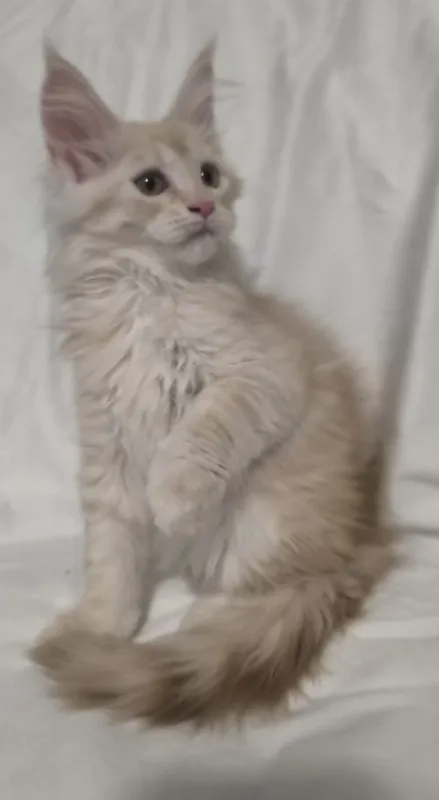 Продажа котят породы Мейн- кун — фото 4