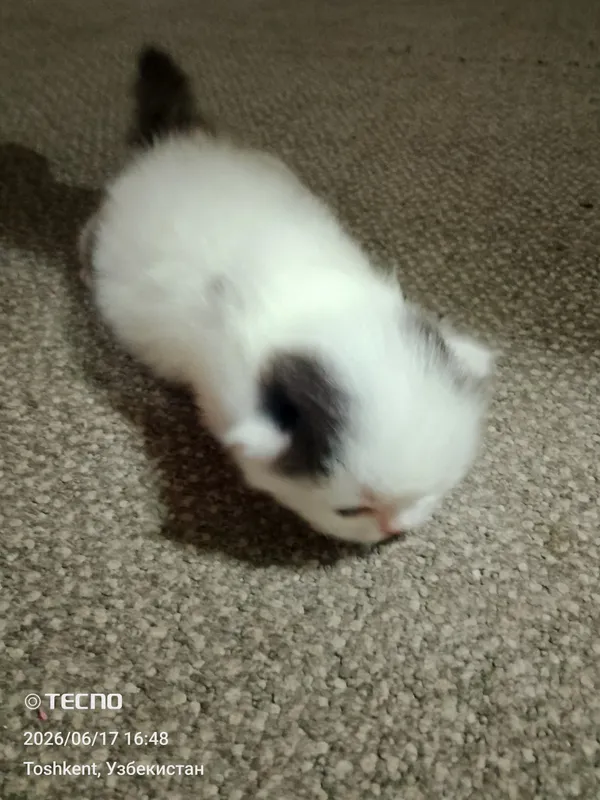 shatlandskiy vislouxa — фото 1