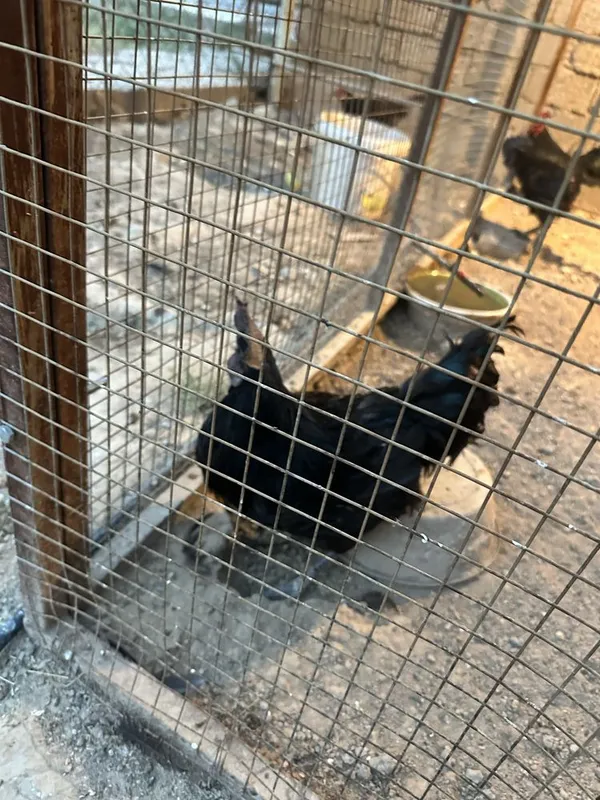 Horoz sotiladi zotli tuhmga zor 3 tasi zotli bittasi hashaki 4 Horoz sotiladi zotli tuhmga zor 3 tasi zotli bittasi hashaki 4